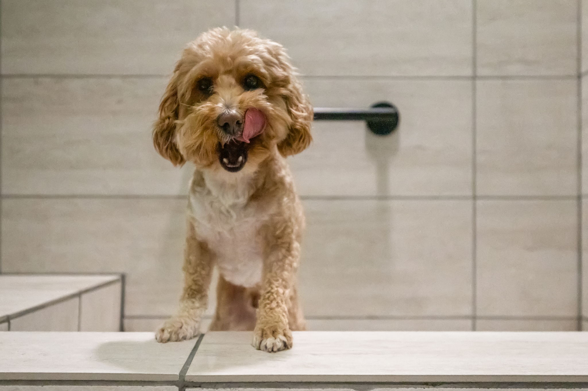 vitra-apartments-dog-pet-wash-tongue-out-130 Gym in apartments